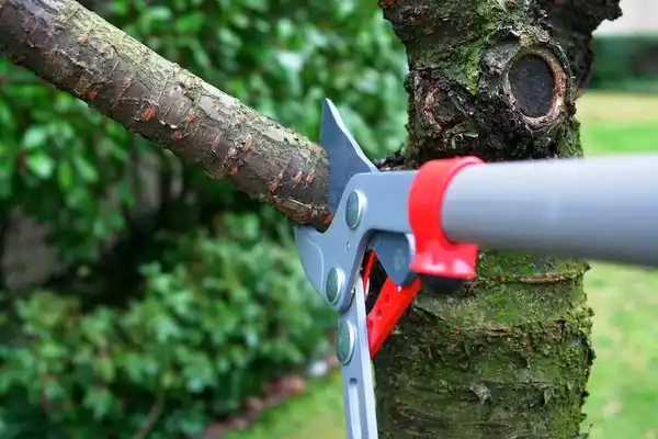 tree services Petros